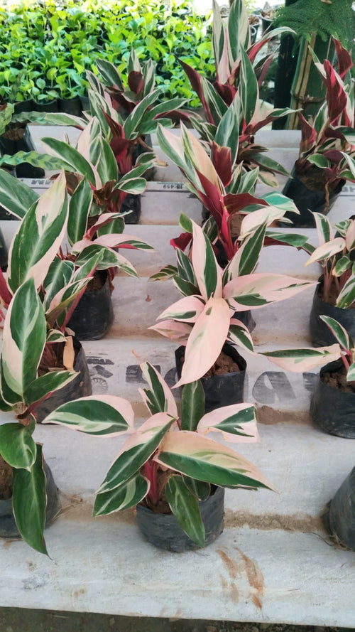 Stromanthe Triostar alternate view