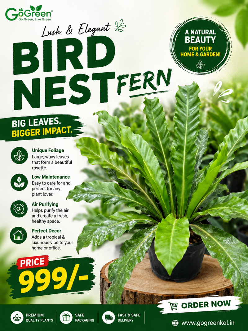 Birds Nest Fern