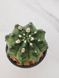Gymnocalycium mihanovichii inermis