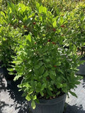Miracle Plant with fruit Magick