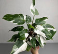 Philodendron White Princess