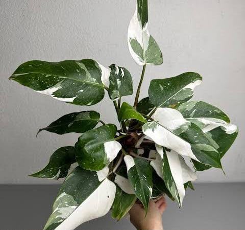 Philodendron White Princess alternate view