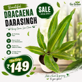 Dracaena Darasingh
