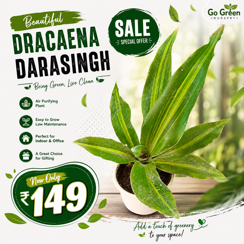 Dracaena Darasingh