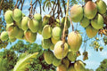 HARIVANGA BD ORIGINAL GRAFTED