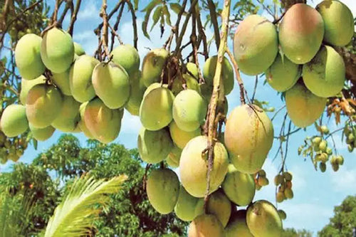 HARIVANGA BD ORIGINAL GRAFTED alternate view