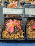 Gymnocalycium Variegated