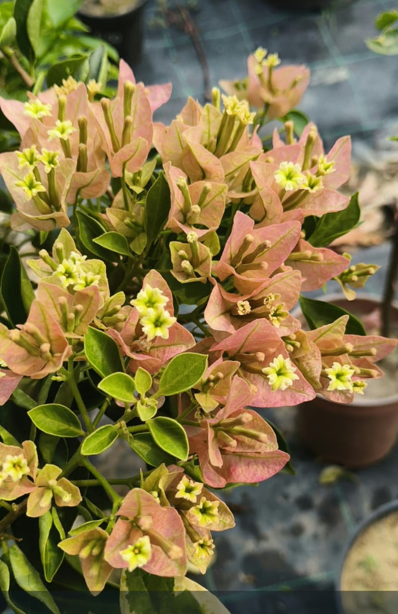 Cluster Pink