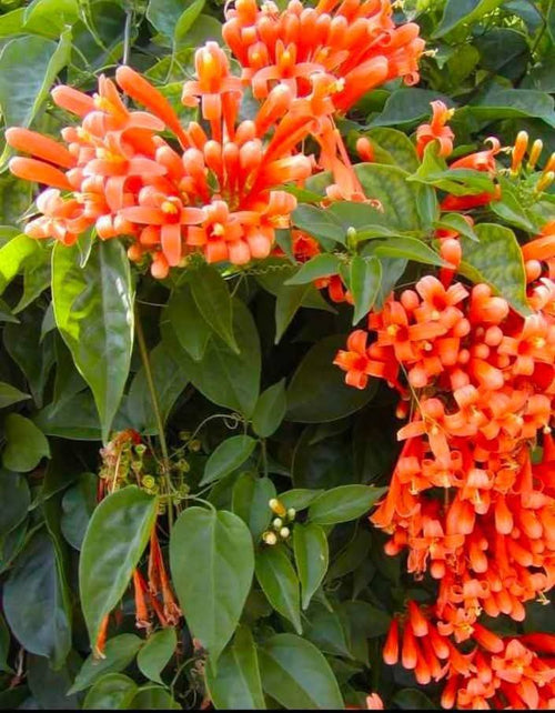 Flame Vine