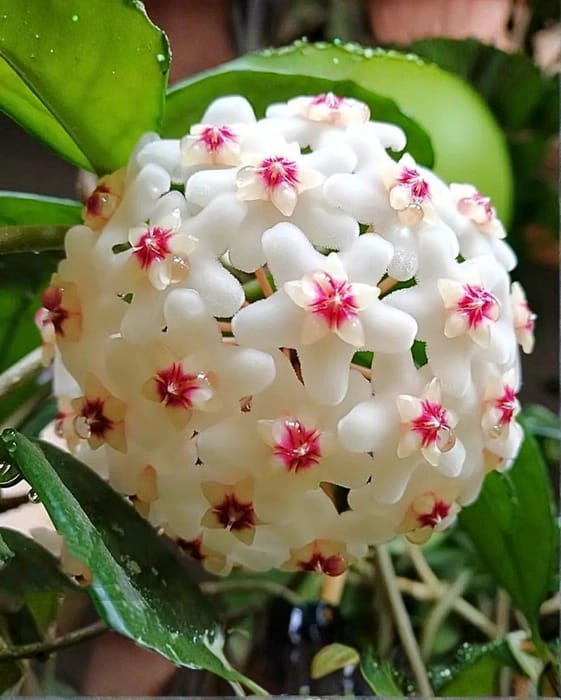 Hoya Carnosa