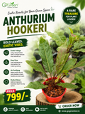 Anthurium Hookeri