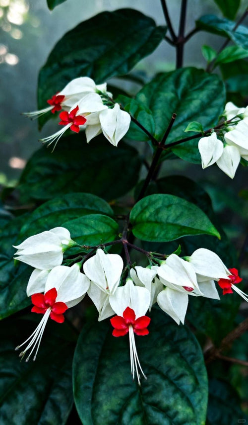 White Bleeding Heart