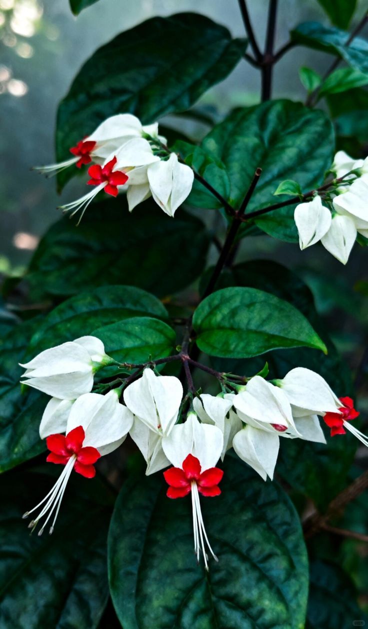 White Bleeding Heart