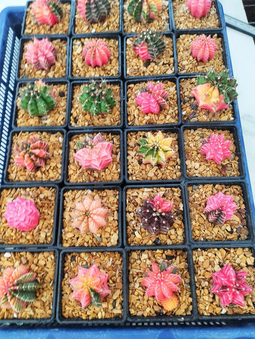 Gymnocalycium Variegated alternate view