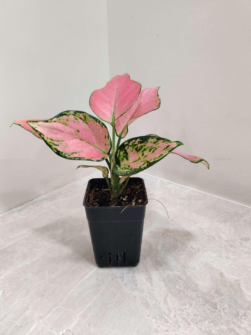Aglaonema Pink Valentine