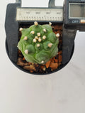 Astrophytum asterias cv. Turtle