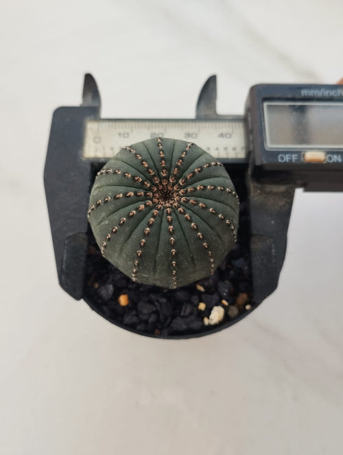 Frailea castanea alternate view