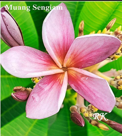 Muang Sangium