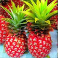 Red pineapple Thai varaity