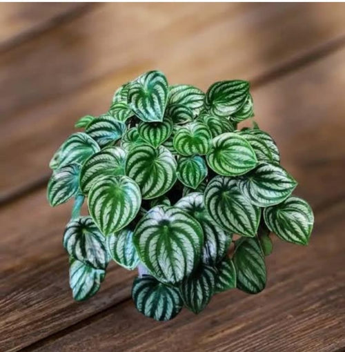 Watermelon Peperonia