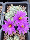 Mammillaria schumannii single spine