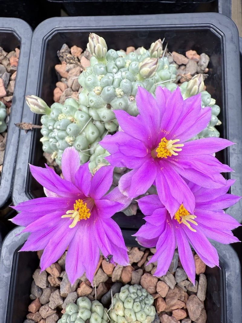 Mammillaria schumannii single spine