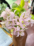 Aroma