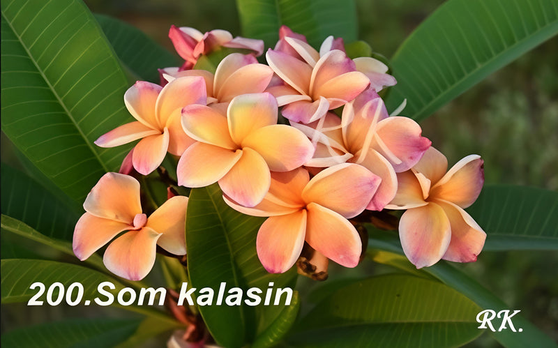 Som Kalasin