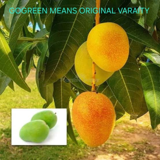 Sitabhog original varaity grafted