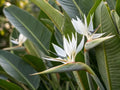 Bird of Paradise White
