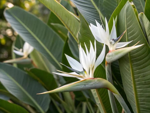 Bird of Paradise White alternate view