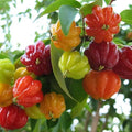 Red Suriname