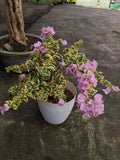Pink Abby Variegated