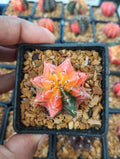 Gymnocalycium Variegated