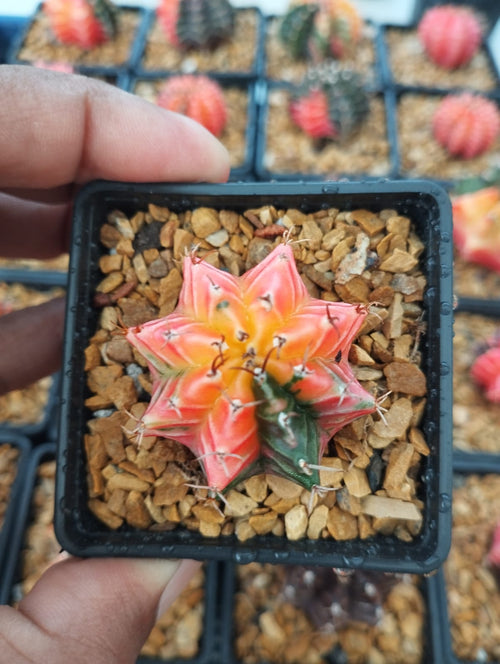 Gymnocalycium Variegated