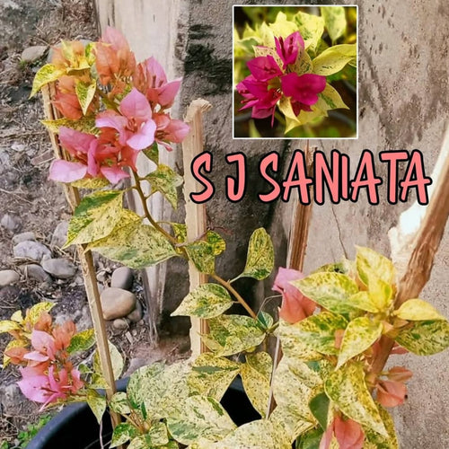 SJ Saniata