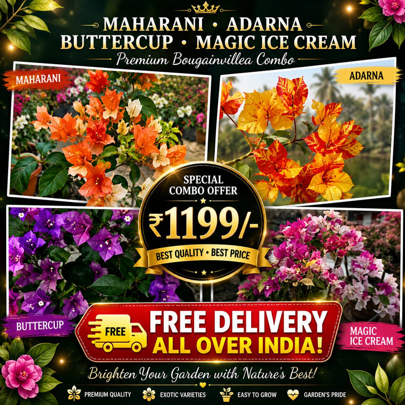 Free Delivery Combo 3