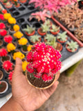 Pink Moon Cactus