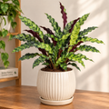 Calathea Lancifolia
