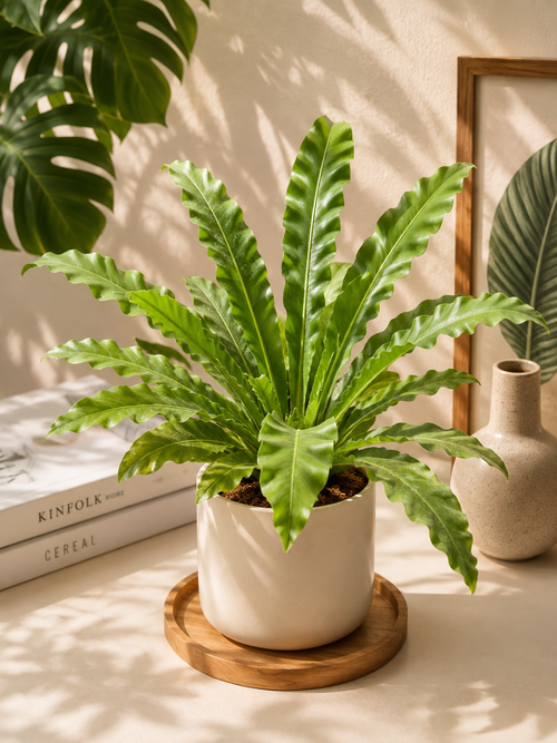 Birds Nest Fern