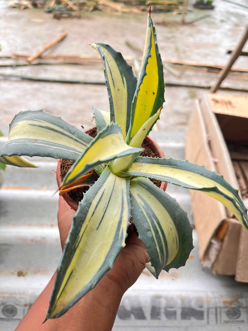 Agave