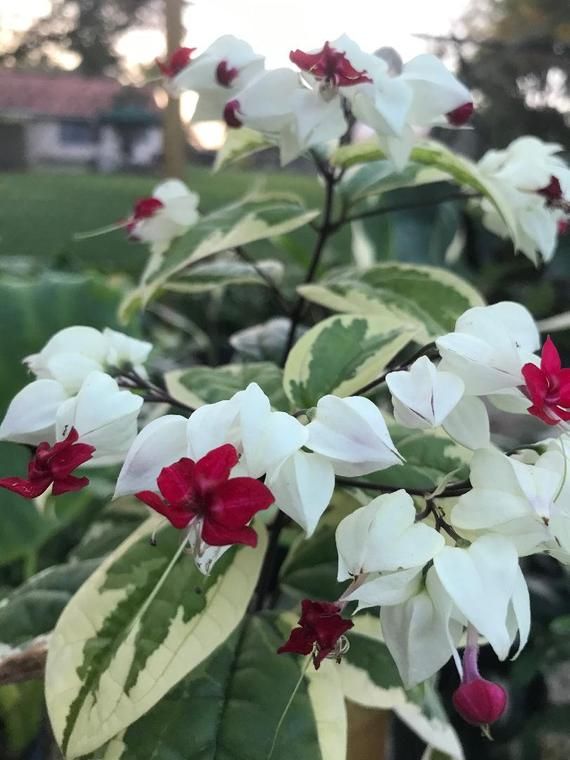 Variegated Bleeding heart