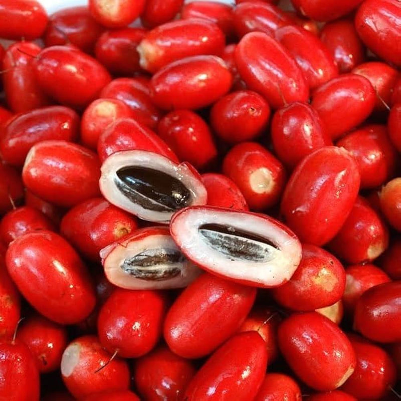 Miracle Plant with fruit Magick