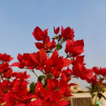 Breeza Red (grafted)