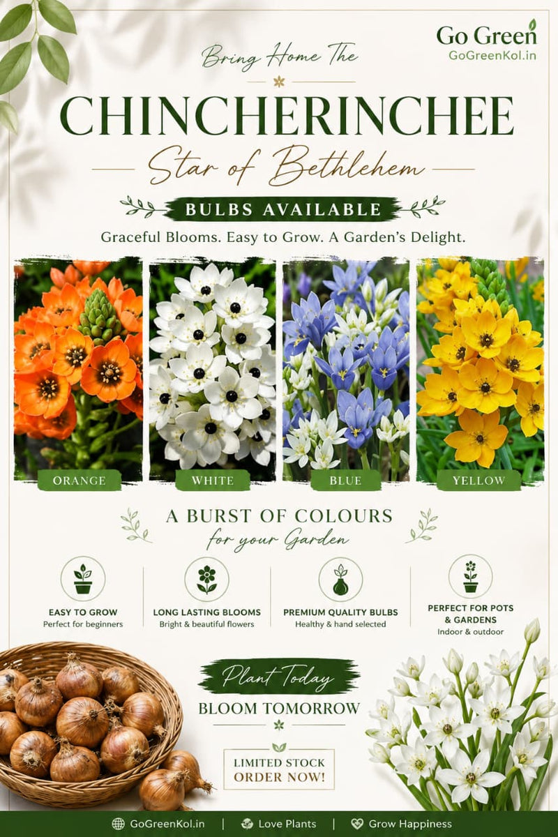 Chincherinchee