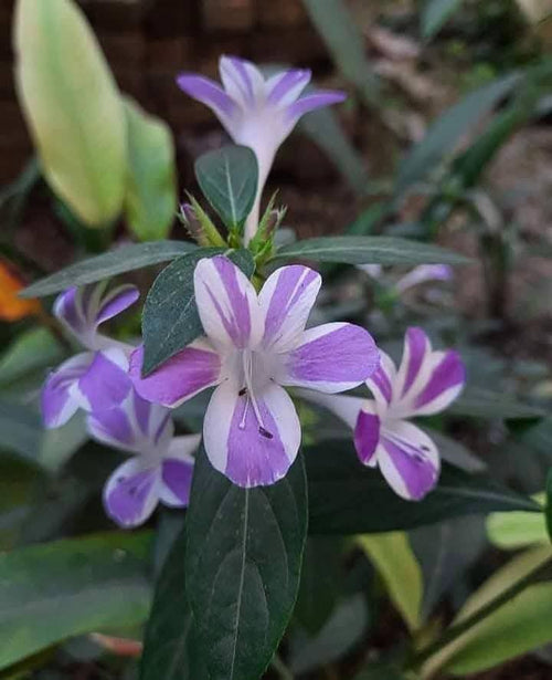 Butterfly Pea Variegated