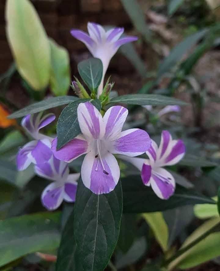 Butterfly Pea Variegated