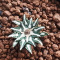 Ariocarpus kotschoubeyanus SEED GROWN