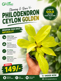 Philodendron Ceylon Golden