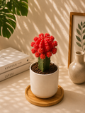 Pink Moon Cactus